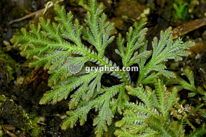 Sélaginelle (Selaginella jagori, Asie) - détail - gryphea.org